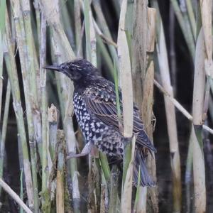 Common Starling