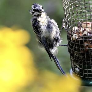 Blue Tit