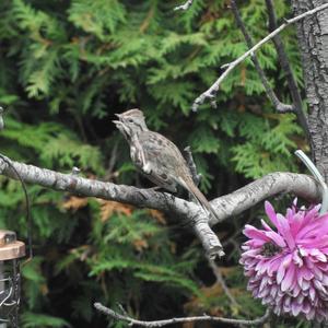 Song Sparrow