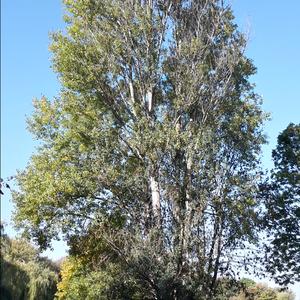 Black Poplar