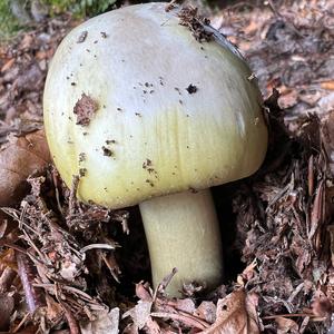 Death Cap