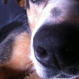 Unknown Breed