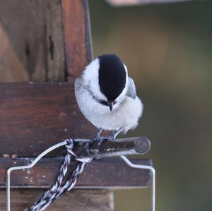 Willow Tit