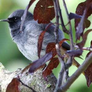 Black Redstart