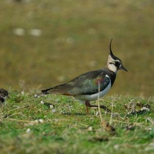 Northern Lapwing