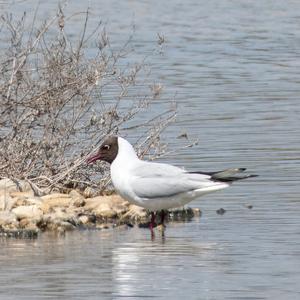 Black-headed Gull