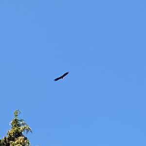 White-tailed Eagle