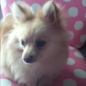 Pomeranian