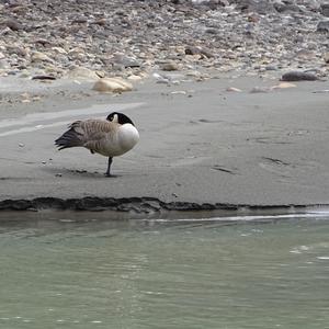 Canada Goose