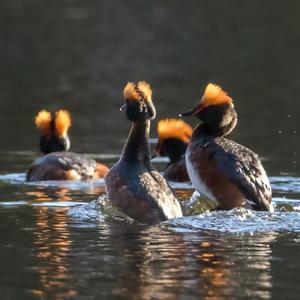 Horned Grebe