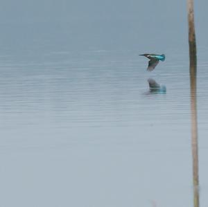 Eisvogel