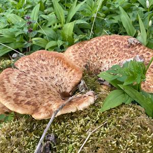 Dryad`s Saddle