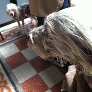 Chinese Crested Dog