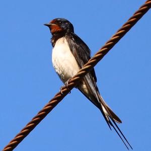 Barn Swallow