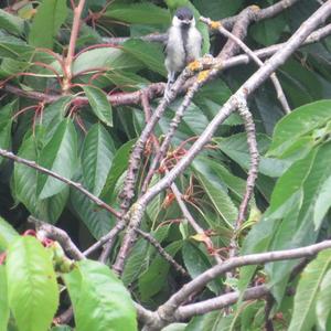 Great Tit