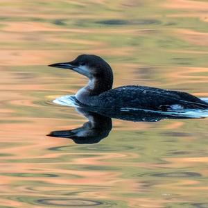 Arctic Loon