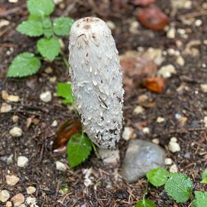 Shaggy Mane