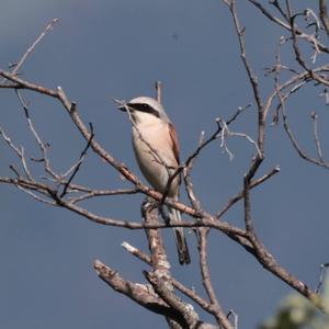 Red-backed Shrike