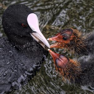 Bläßhuhn