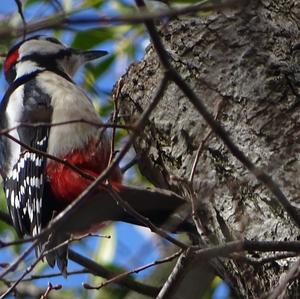 Great Spotted Woodpecker