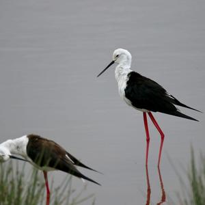 Black-winged Stilt