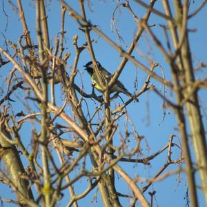 Great Tit