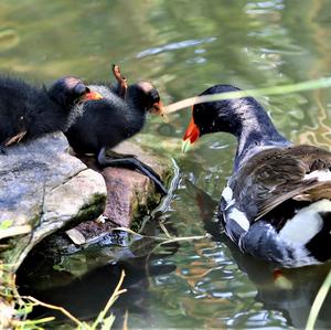 Common Moorhen