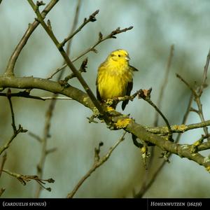 Eurasian Siskin