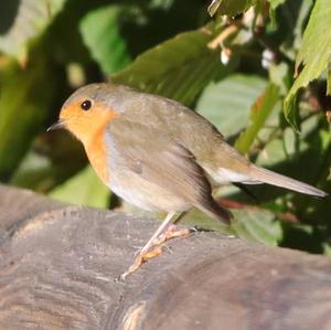 European Robin