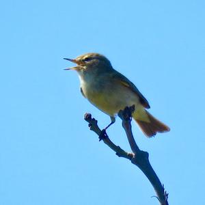 Common Chiffchaff