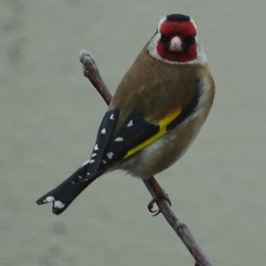 European Goldfinch