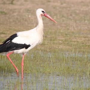 White Stork