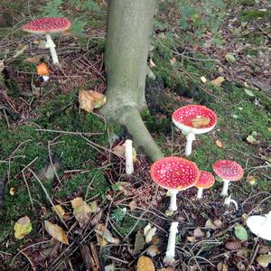 Fly Agaric