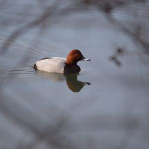 Common Pochard