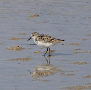 Little Stint