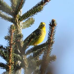 Yellowhammer