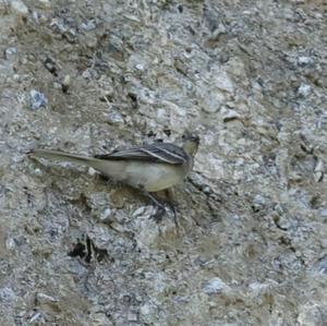 White Wagtail