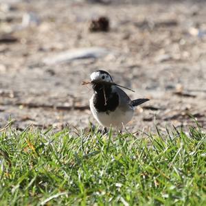 White Wagtail