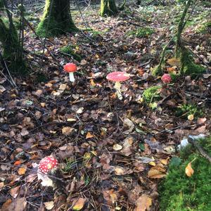 Fly Agaric