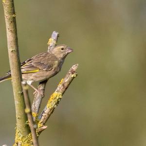 European Greenfinch