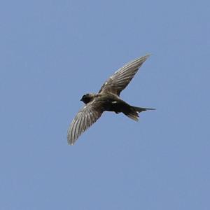 Common Swift