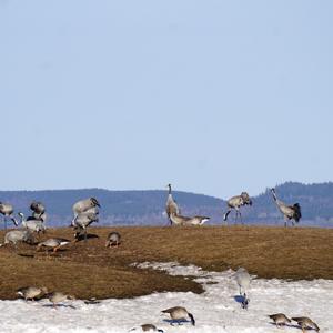 Common Crane