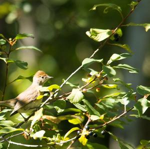 Blackcap