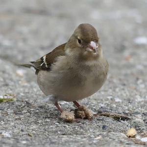 Eurasian Chaffinch