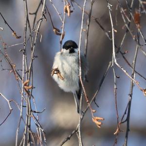 Marsh Tit