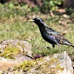 Common Starling