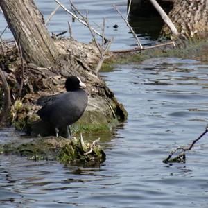 Common Coot