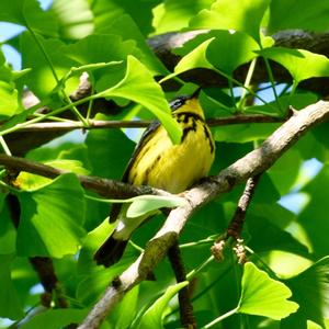 Magnolia Warbler