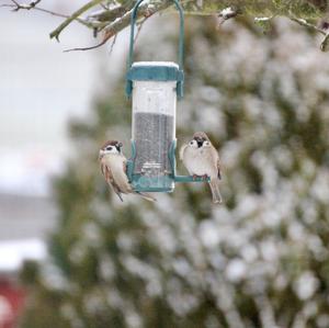 Eurasian Tree Sparrow