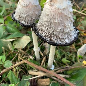 Shaggy Mane